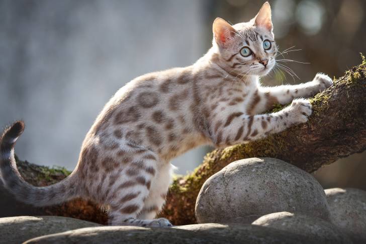 Un chat Bengal fait ses griffes sur un tronc d'arbre