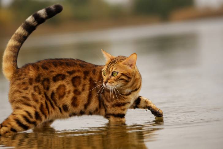 Photo Bengal Femelle