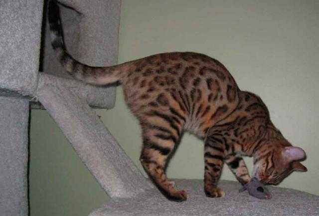 Bengal - Bengal Femelle