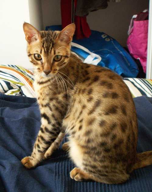 Adrech - Bengal Mâle