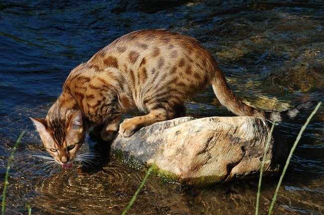 Un Bengal buvant l'eau de la rivière