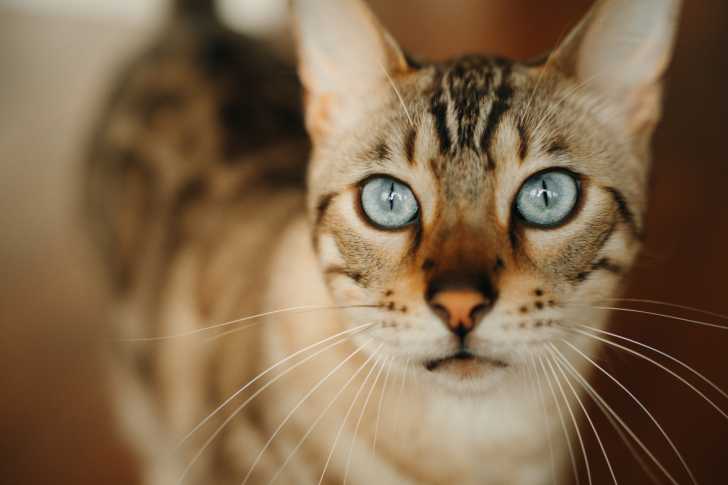Photo Bengal