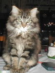 Maine Coon - Maine Coon