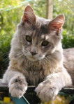 Maine Coon - Maine Coon