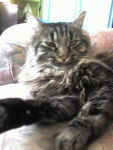 Punky le Maine Coon - Maine Coon