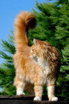 Maine Coon - Maine Coon