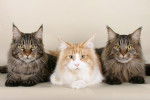 Maine Coon - Maine Coon