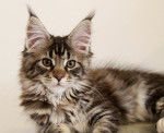 Le Maine Coon - Maine Coon
