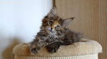Le Maine Coon - Maine Coon