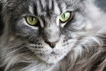 Un Maine Coon aux yeux clairs