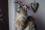 Maine Coon - Maine Coon