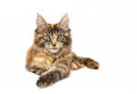 Maine Coon - Maine Coon