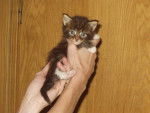 Maine Coon - Maine Coon (1 mois)