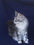 Valyck - Maine Coon