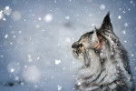 Un Maine Coon sous la neige
