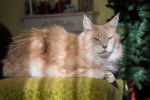 Photo Maine Coon