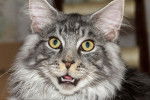 Photo Maine Coon