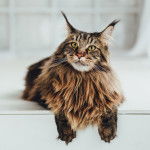 Photo Maine Coon