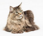 Photo Maine Coon
