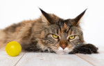 Un Maine Coon assis avec une balle en plastique