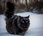 Photo Maine Coon