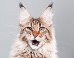 Photo Maine Coon