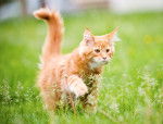 Un jeune Maine Coon roux se promène dans l'herbe