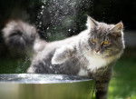 Un jeune Maine Coon gris joue avec l'eau d'une fontaine