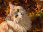 Un Maine Coon roux au milieu des feuilles d'automne
