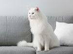 Un magnifique Maine Coon blanc aux yeux bleus assis sur un canapé