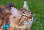 Vue proche d'un jeune Maine Coon pendant une promenade en laisse