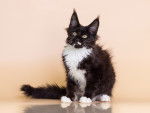 Un jeune Maine Coon tuxedo noir et blanc