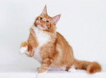 Photo Maine Coon