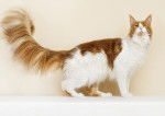 Photo Maine Coon