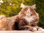 Photo Maine Coon