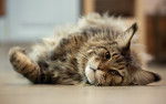 Photo Maine Coon