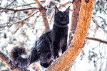 Un beau Maine Coon noir dans un arbre sous la neige