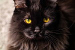 Un Maine Coon noir avec de grands yeux jaunes