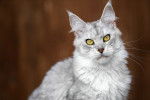 Photo Maine Coon