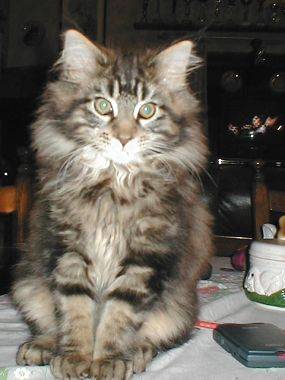 Maine Coon - Maine Coon