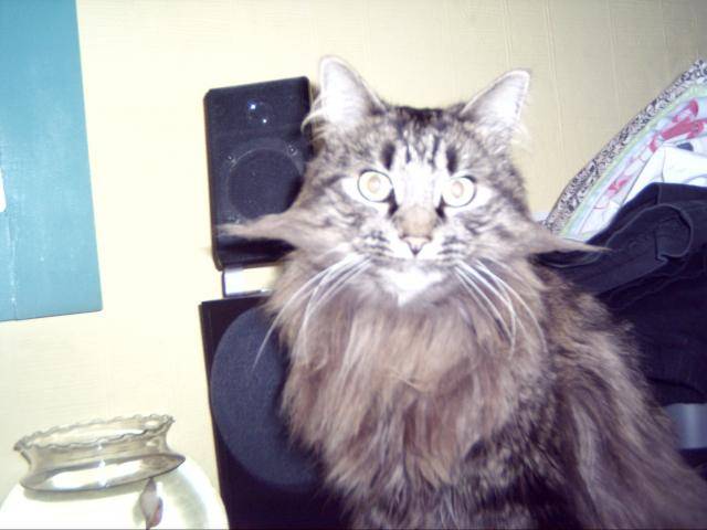 Punky le Maine Coon - Maine Coon