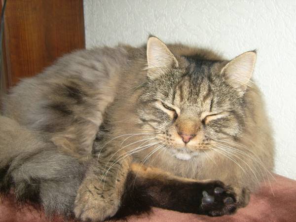 maine coon - Maine Coon