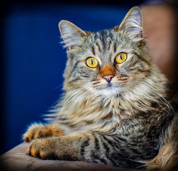 Le Maine Coon - Maine Coon