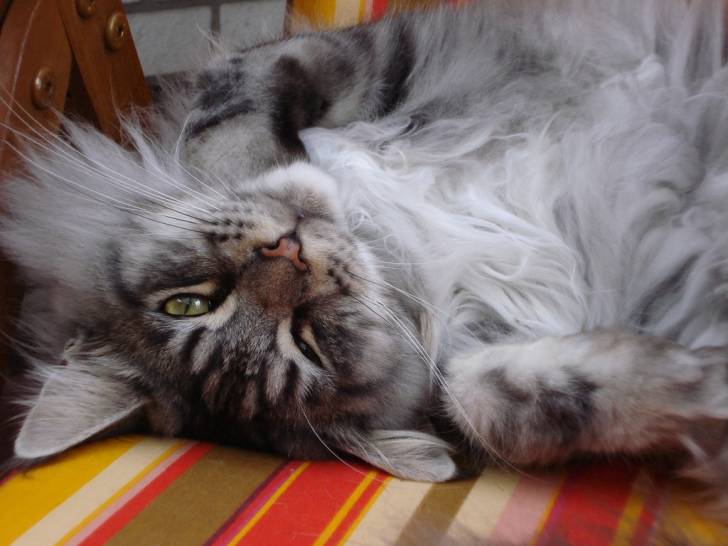 Le Maine Coon - Maine Coon