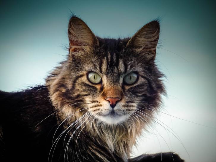 Maine Coon - Maine Coon