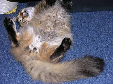 Giovanny chahutte - Maine Coon