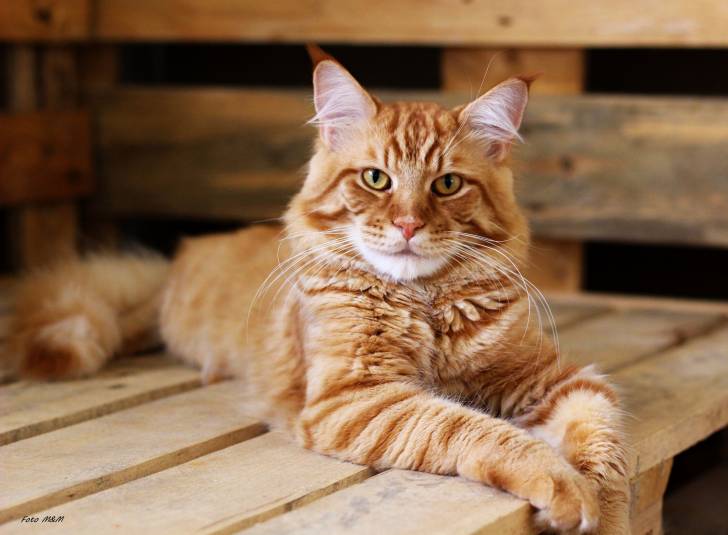 Les Chats Roux Caract re Races Particularit s 