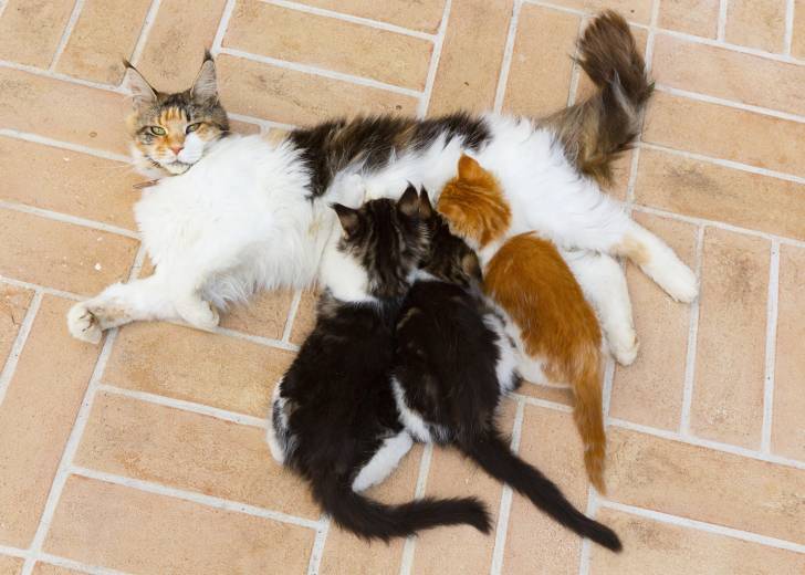 Une chatte Maine Coon tricolore allaite ses petits