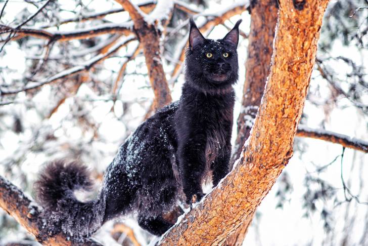 Un beau Maine Coon noir dans un arbre sous la neige