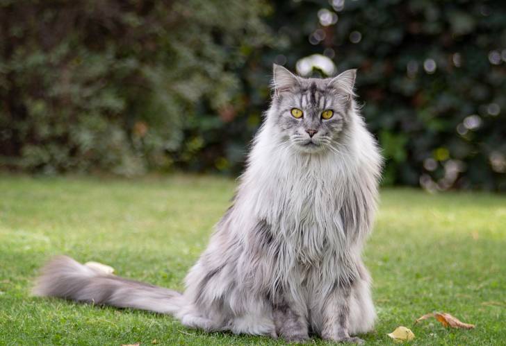 Un chat Maine Coon assis dans l'herbe